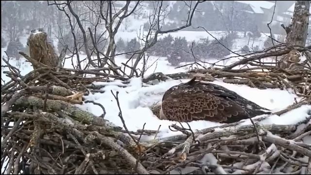 С виду это заброшенное гнездо! Вы АХНЕТЕ узнав что находится под снегом! смотреть онлайн