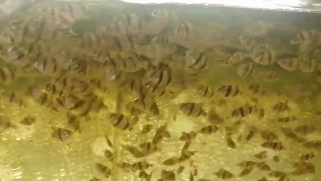 #Барбусы#Каша#Кормим барбусов#Манка смотреть онлайн