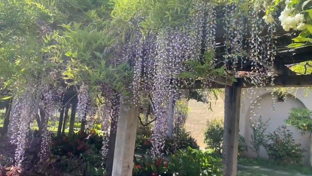 Wisteria sinensis смотреть онлайн
