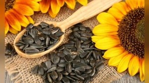 Семечки  подсолнуха для   здоровья !