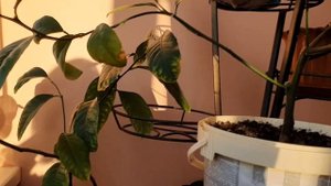 Мои лимончики спеют ✅  Павловский лимон и Мейер