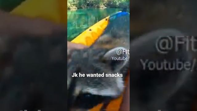 Raccoon ? the ultimate snack thief