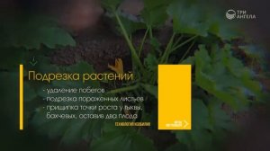 Уход за растениями в огороде | Технология изобилия