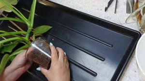 Посадка филодендрона на 3D опору. Хосе Буоно на тотем!