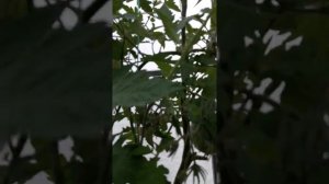 Помидоры с БЕЗРАЗМЕРНЫЙ.