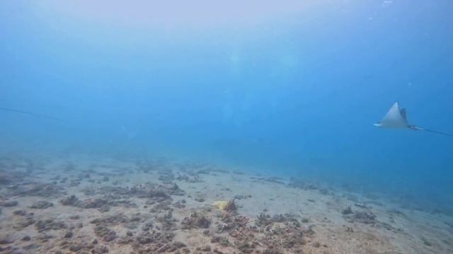 Eagle Rays at Blue Heron Bridge!