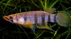 ЭПИПЛАТИС ДАГЕТА ИЛИ ШАПЕРА.Описание. Содержание. Уход. Размножение. Аквариумные растения.