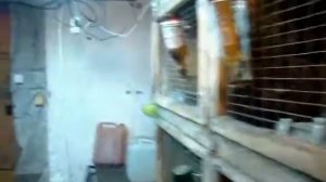 Борьба с мухами в сарае кроликов