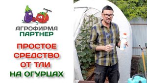 Простое средство от тли на огурцах