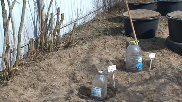 высадка пионов из магазина в открытый грунт смотреть онлайн