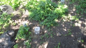 Как делать посадочную яму для винограда рассказываю с подробностями.