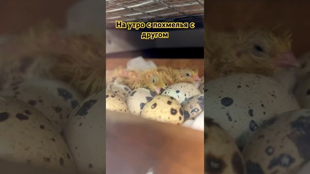 Наши птички не пьют и вам не советуют. смотреть онлайн