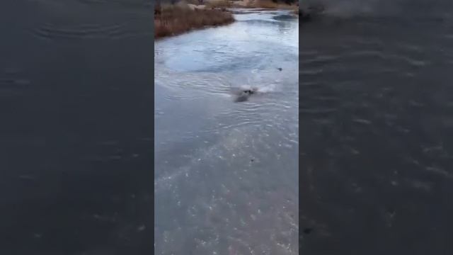 Анапа Витязевский лиман рыбе не суждено уйти в море