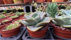 Echeveria Derex 多肉植物圖鑑 德雷