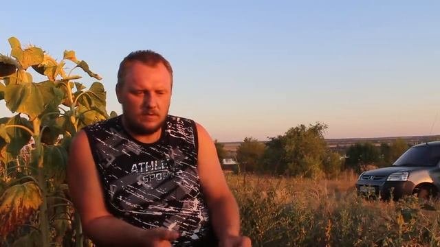 Как вырастить подсолнечник без единого дождя. Подсолнечник 2020.  Часть 1