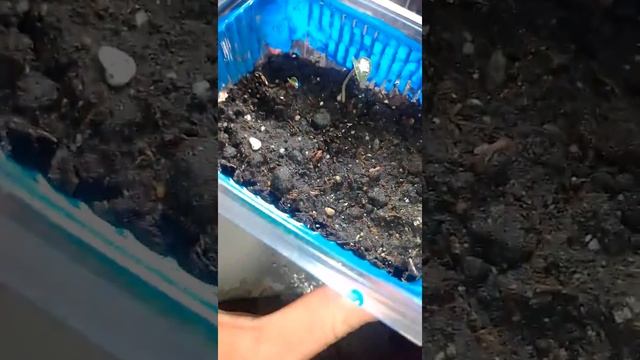 Цикламен персидский гигант всходы. Цикламен из семян, всходы цикламена. смотреть онлайн