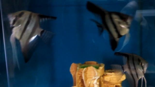 аквариумная рыбка для начинающих Скалярия Pterophyllum scalare