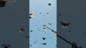 Голуби николаевские г Мариуполя.