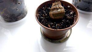 Как нарастить корни цимбидиуму?