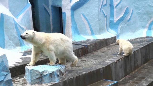 Мамины медвежата выбирают: снег или вода?.. или поспать? смотреть онлайн