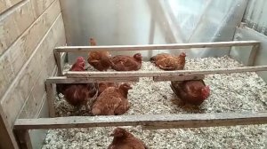 Цветной бройлер Редбро в 2,5 месяца