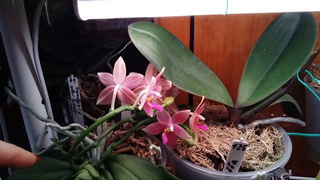 В ожидании чуда! Начало зимнего цветения моих орхидей. 4.12.2021 г. смотреть онлайн