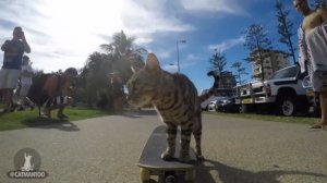 Кот - скейтбордист