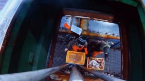 Камчатский краб: как ведут его промысел в Охотском море и почему он стал угрозой для  Баренцева мор