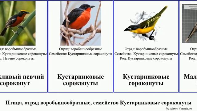 Птица, отряд воробьинообразные, семейство Кустарниковые сорокопуты певчий кустарниковый пухопёрый