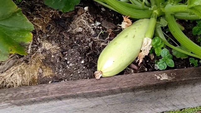 Как избавиться от осота, проволочника при выращивании картофеля?24июня. смотреть онлайн