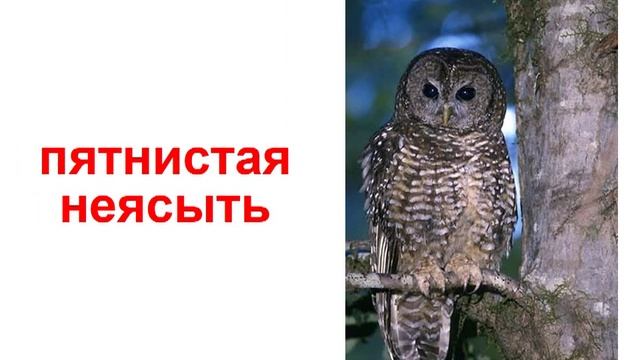 Презентация для детей по Доману. Совы. смотреть онлайн