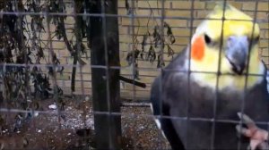 Nymphicus hollandicus, Melopsittacus undulatus and coturnix chinensis in outdoor aviary