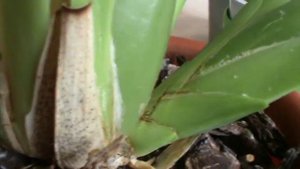 Орхидея Камбрия. Ее бульбы.