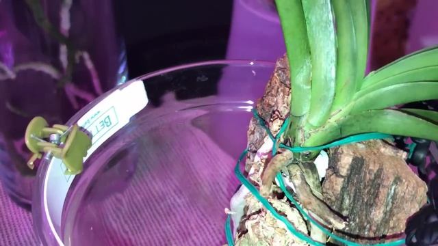 Вандовые: Ascotsentrum, Gigantea, Rhynchostylis coelestis 'Blue' etc (4.2) смотреть онлайн