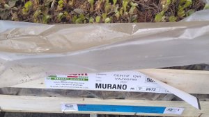 Высаживаем рассаду клубники фриго сорта Мурано классА, от питомника Маццони!