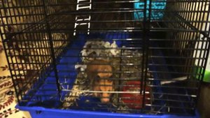 Как дрессировать  хомячка?