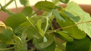 огурцы и патисоны