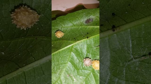 Spiders that live with "Latrodectus geometricus" 20141115 110555 смотреть онлайн