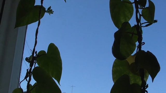 У окна цветут два синие цветы ипомея или вьюнок смотреть онлайн