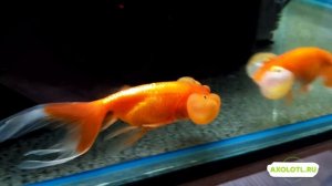 Водяные Глазки Красные