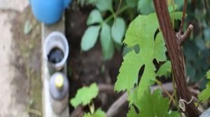 Виноград Дамские Пальчики
