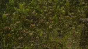 Cobra Lilies in Oregon-Darlingtonia State Natural Site