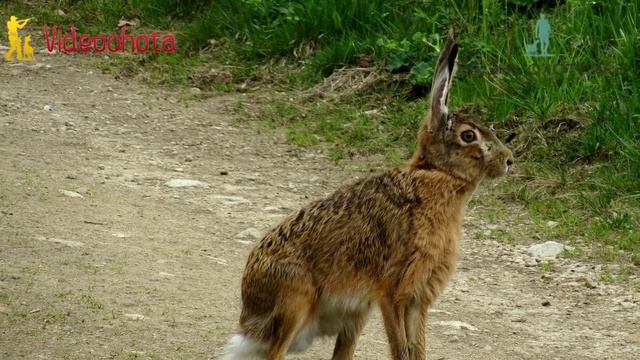 Как ПРАВИЛЬНО целиться в зайца на охоте? Videoohota