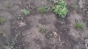 Чуфа. Разница при посадке рассадой и клубнями в грунт.