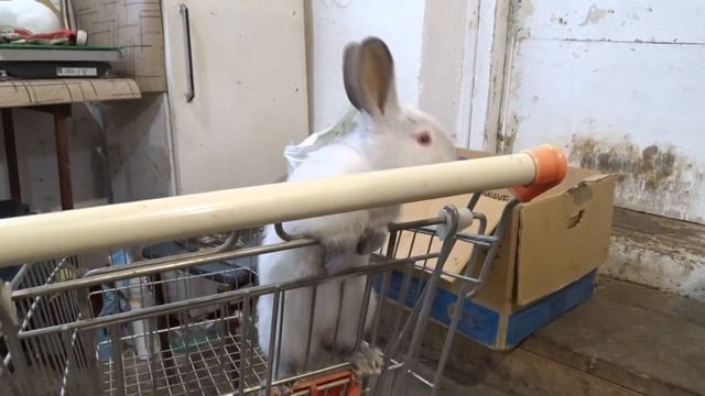 Калифорния, одна из лучших мясных пород смотреть онлайн