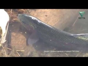 Сделано в Пермском крае: в Кунгуре выращивают форель