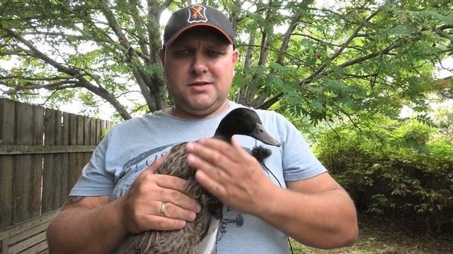 Семёновская чубарая линия подсадных уток, настоящая экзотика для наших мест. смотреть онлайн