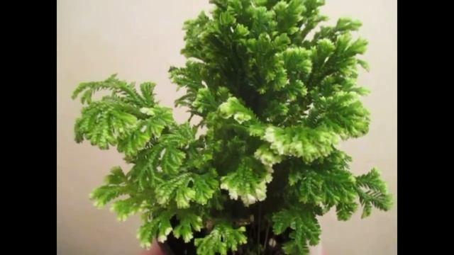 Селагинелла/Плаунок. Серебристо-зелёные кружева. И это – не мох смотреть онлайн