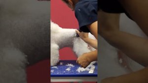 ГРУМИНГ / РАБОТА НАСАДКАМИ / БИШОН ФРИЗЕ / GROOM SCHOOL
