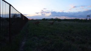 САМЫЙ  СМЕЛЫЙ   ЧЕЛОВЕК  В МИРЕ !!!  Тайган .Крым.